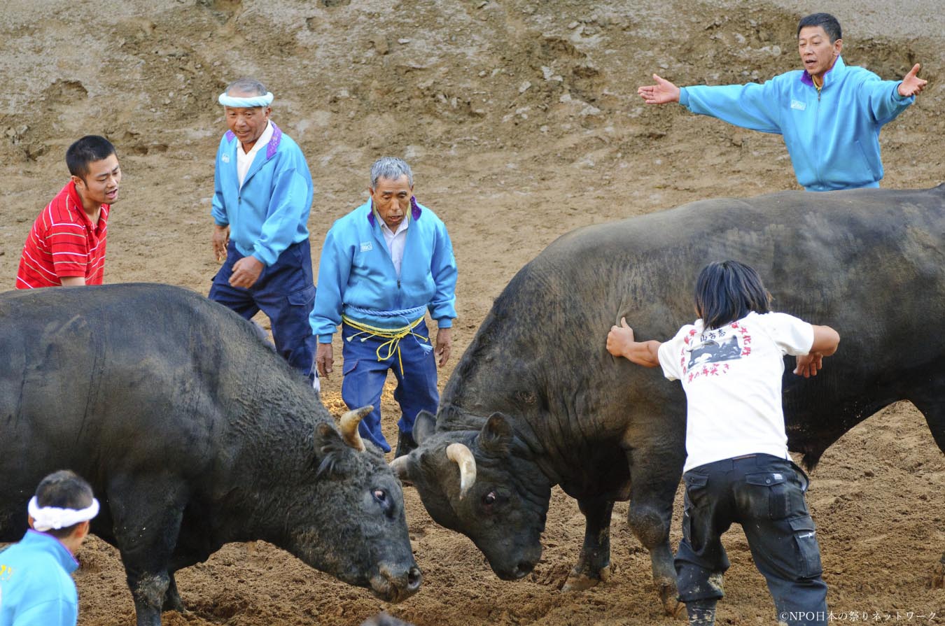 山古志の牛の角突き1