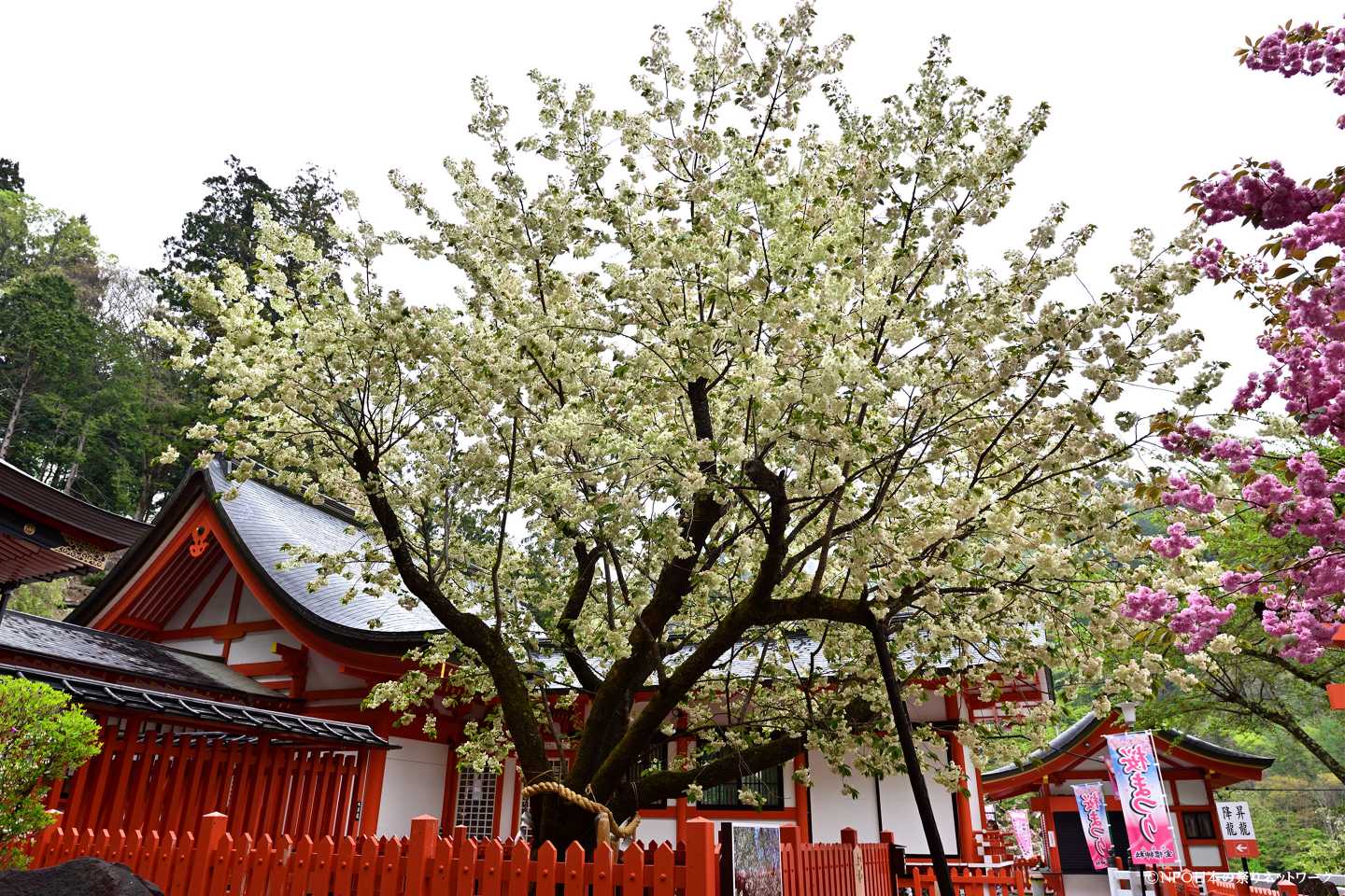 金櫻神社 春季例大祭10
